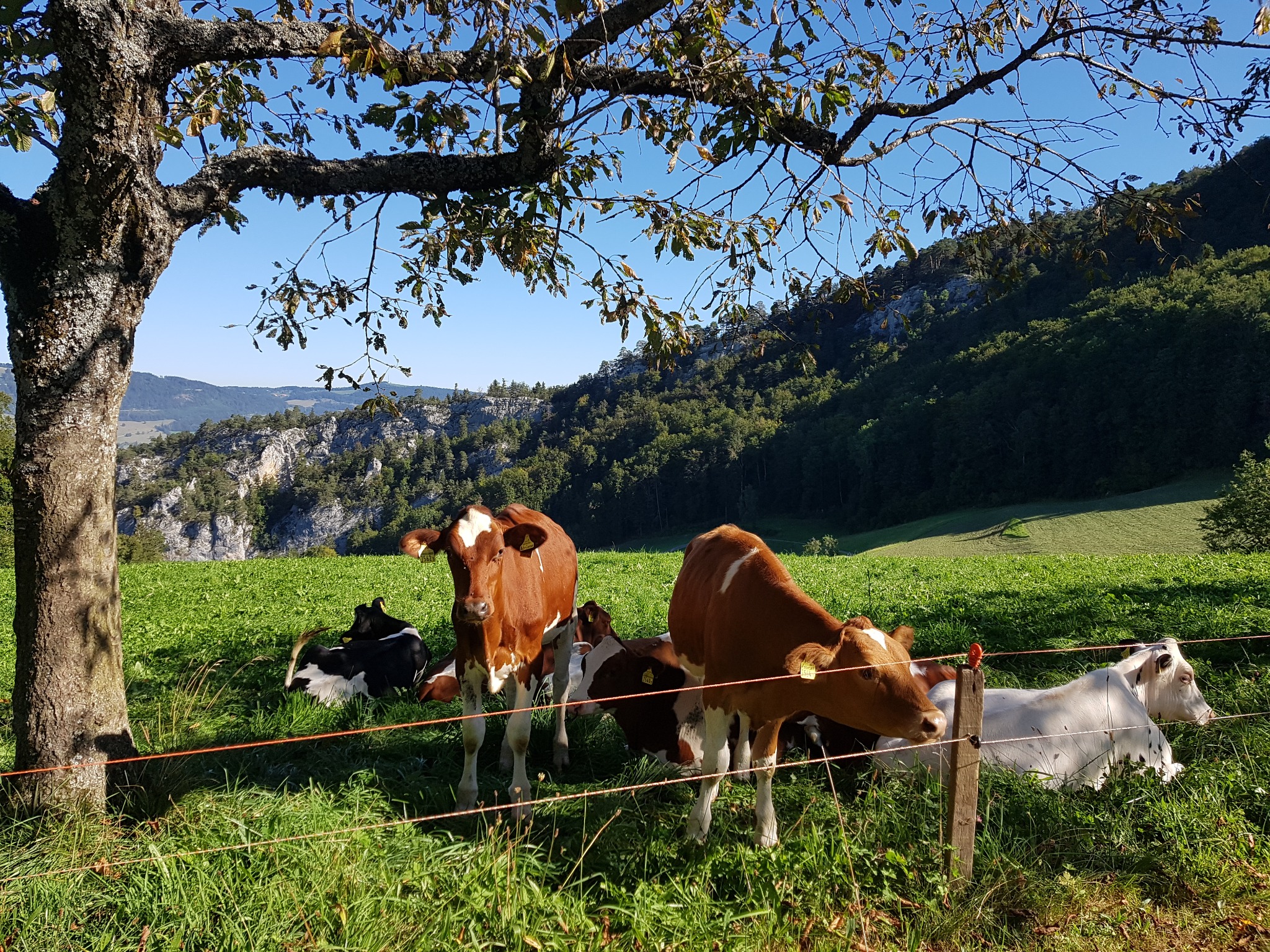 Weidelandschaft mit Felsen