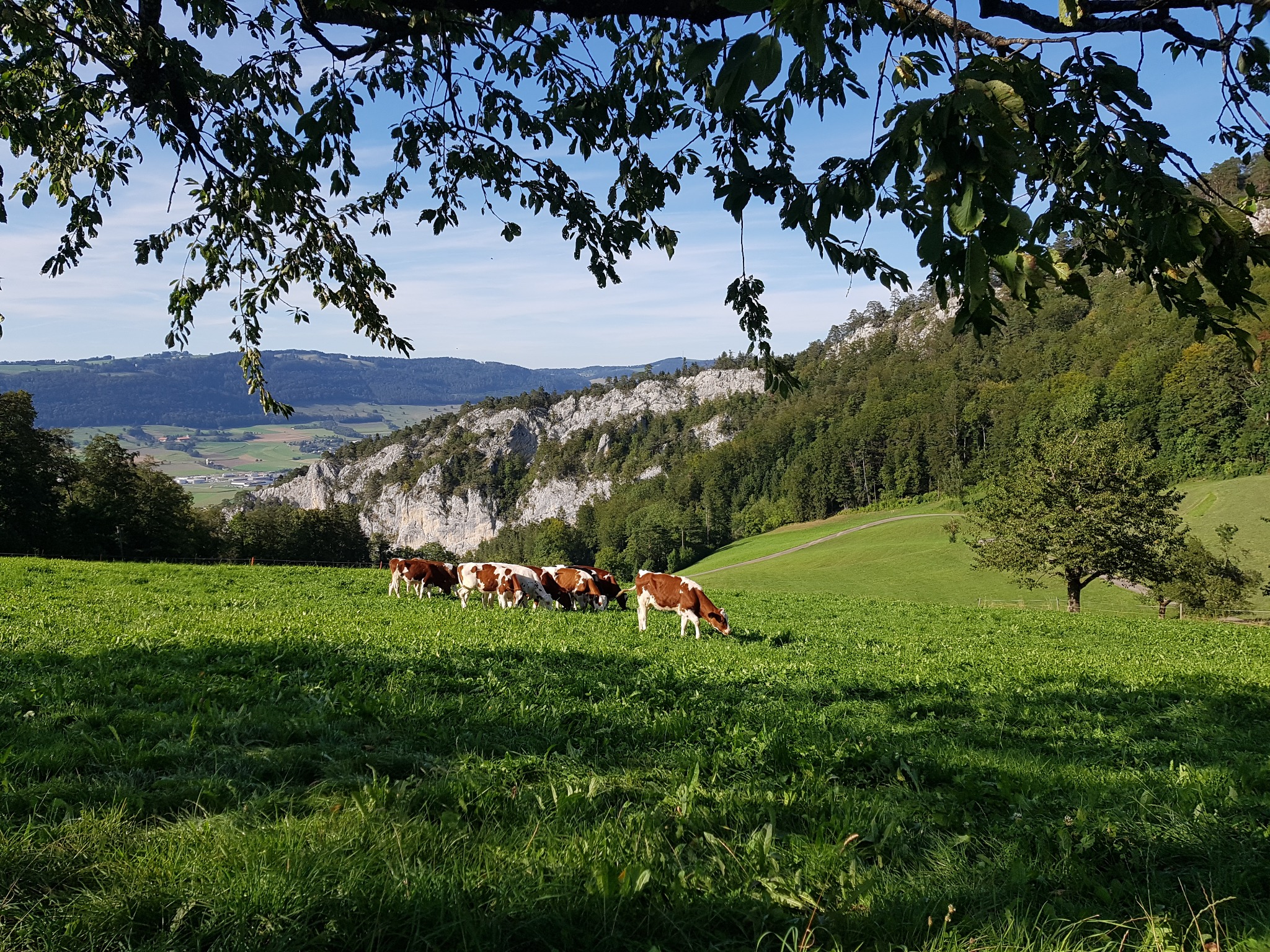 Kühe auf der Weide bei La Jacotterie